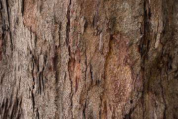 Wood background