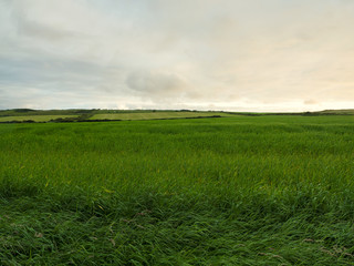  summer countryside morning,Northern Ireland