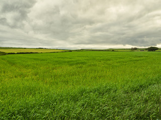  summer countryside morning,Northern Ireland
