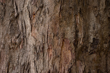 Wood background