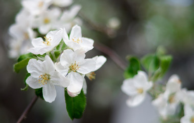 The Apple Blossom/Beautiful flowers of the blossoming apple tree in the spring time