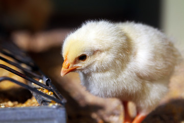 Kücken, chick