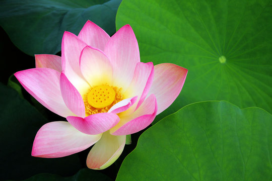 Fototapeta Lotusblume, lotus flower
