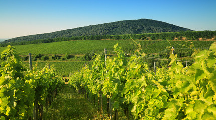 Fototapeta na wymiar Vineyard in Villany Hungary, panorama view