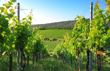 Fototapeta na wymiar Vineyard in Villany Hungary, panorama view