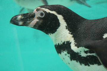 penguin  - humbolt penguin swimming underwater  (Spheniscus humboldti) background copy space ...