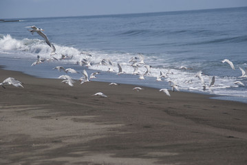beach birds