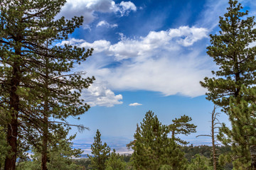 Pine Trees with Cloudy Blue Sky Background
