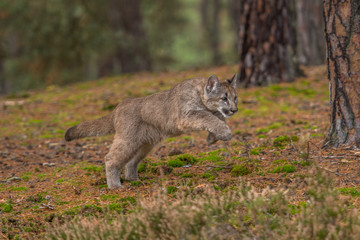 Cougar(Puma concolor)