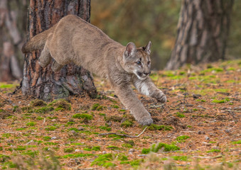 Naklejka na ściany i meble Cougar(Puma concolor)