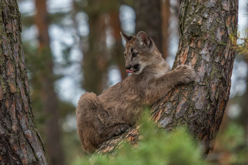 Cougar(Puma concolor)