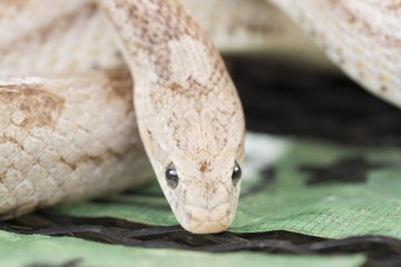 コーンスネーク