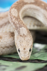 Obraz premium コーンスネーク