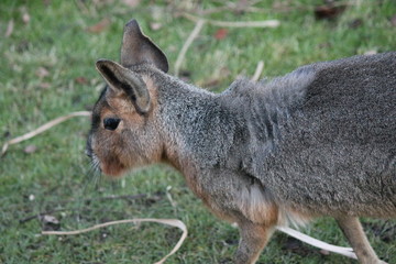 Patagonian Mara Rabbit