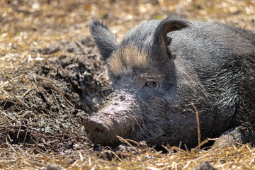 Hog in Mud Bath