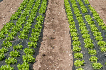 Fototapeta na wymiar rangées de salades dans un champ