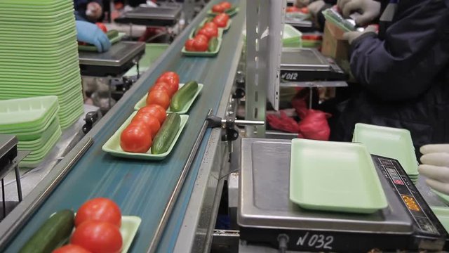 Workers lay out plastic green containers on the automatic production line. Operators packages one cucumber and several tomatoes in trays. Amount of vegetables in box depends on weight of production