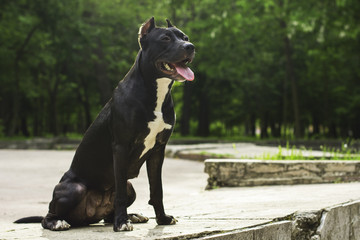 Portrait Black and white American pit bull terrier smiles with tongue in the park.