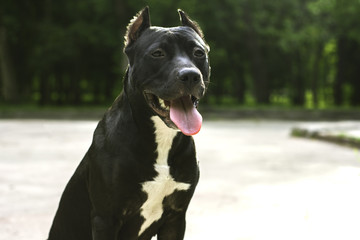 Portrait Black and white American pit bull terrier smiles with tongue in the park.