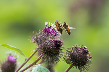 Honey bees (Apis mellifera) fighting over flower. Insects wrestle in flight when a competitor lands on an flower with a bee already on it