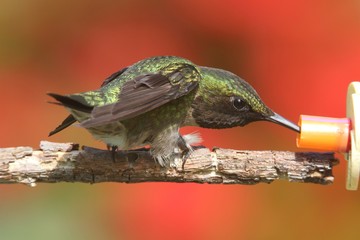 Ruby-throated Hummingbird (archilochus colubris)
