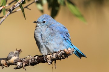 Male Mountain Bluebird (Sialia currucoides)