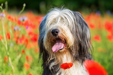 portrait of a bearded collie in a poppy field