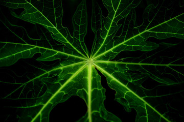 Background blur and abstract leaves.