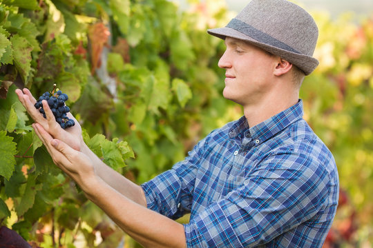 Portrait Of Young Winemaker Picking The Grapes For His Wine