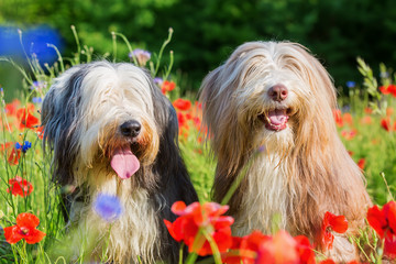 portrait of two bearded collies in a poppy field