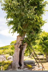 Fototapeta premium 山中湖花の都公園 しあわせの木