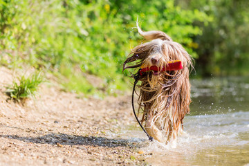 bearded collie runs with a toy in the snout