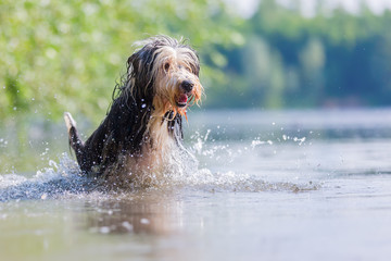 bearded collie running through the water