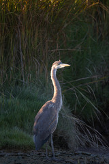 Great blue heron seen in the wild North California marsh