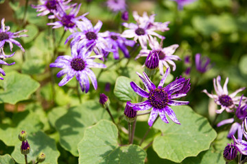 サイネリアセネッティー