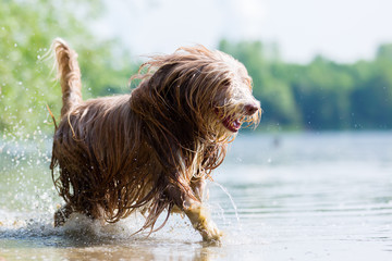 bearded collie walking through the water