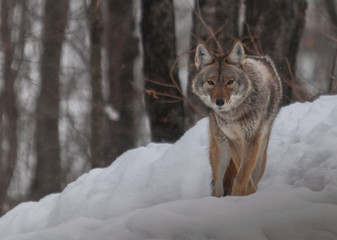 Canadian coyotes in the snow