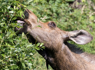 Cow Moose