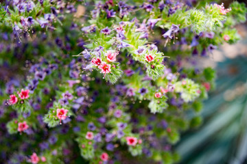 エキウム ウィルドプレッティ