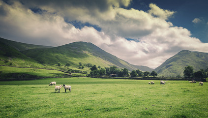 Sheep on Green Grass in Scenic Dovedale Valley in Lake District