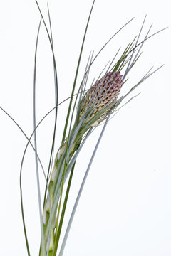 Beargrass