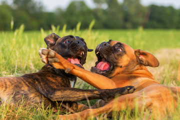 two boxer dogs scuffle on the meadow