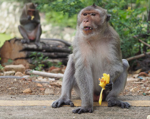 Fototapeta premium Monkey eat fruit