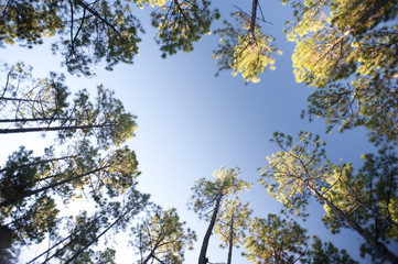 Frame of leafy green canopies on trees