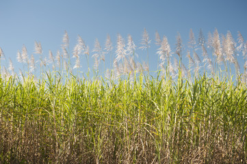 Sugarcane canes growing in an agricultural field