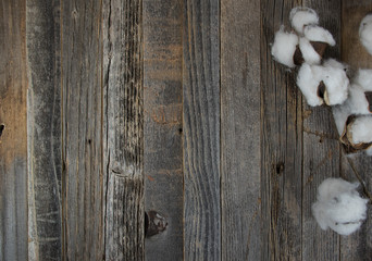 cotton boll branch on weathered old wood