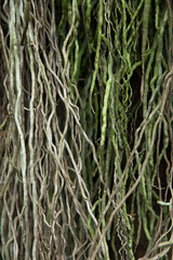 Root tree texture background