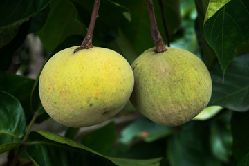 Santol fruit on tree