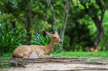 Antelope in the grasslands.At the zoo.