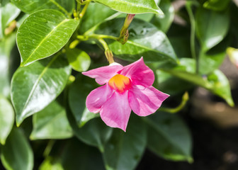 Light pink dipladenia flower with vibrant green leaves
